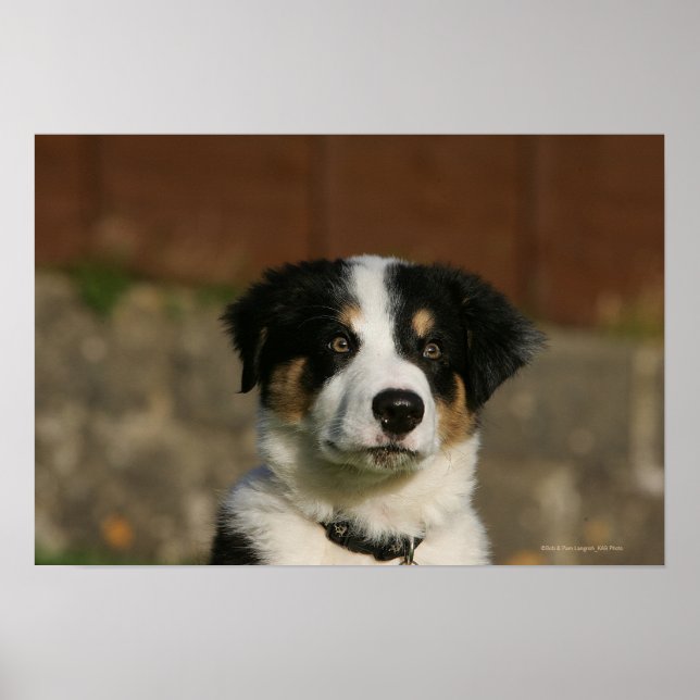 12 veckors gammaldags Gräns Collie Puppy Headshot Poster (Framsidan)