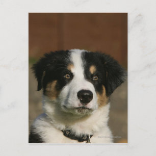 12 veckors gammaldags Gräns Collie Puppy Headshot Vykort