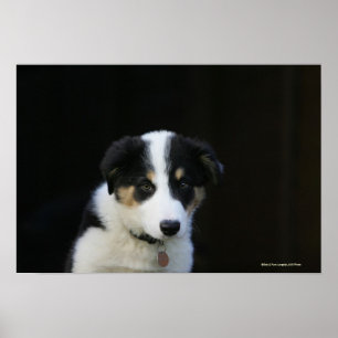 12 Week Old Border Collie Puppy Poster