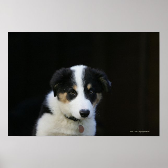 12 Week Old Border Collie Puppy Poster (Framsidan)