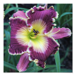 12"x12" Daglilja Fototryck