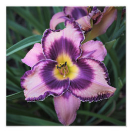 12"x12" Daglilja Fototryck