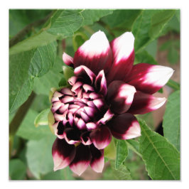 12"x12" Dahlia Fototryck