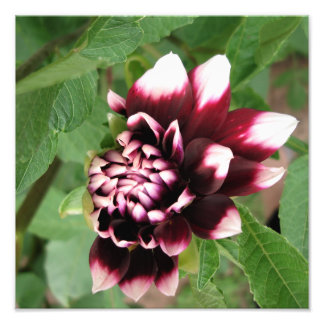 12"x12" Dahlia Fototryck