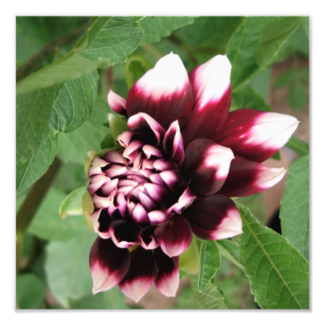 12"x12" Dahlia Fototryck (Framsidan)