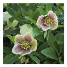 12" x12" Hellebore