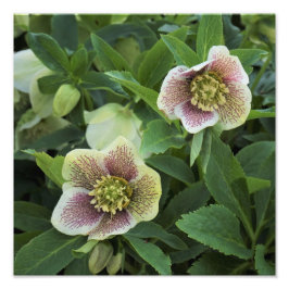 12" x12" Hellebore Fototryck