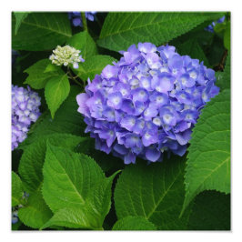 12" x12" Lavender Hydrangea Fototryck