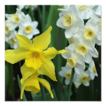 12"x12" Narcisser