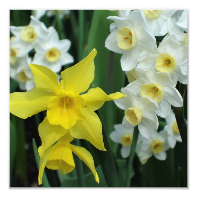 12"x12" Narcisser Fototryck (Framsidan)