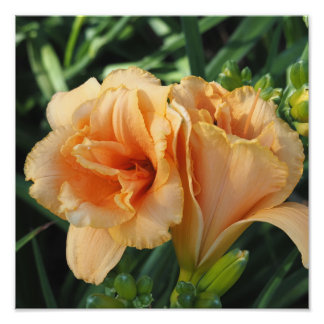 12"x12" Orange Dagliljor Fototryck