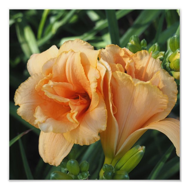 12"x12" Orange Dagliljor Fototryck (Framsidan)