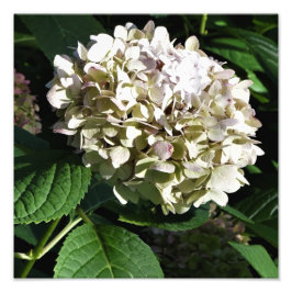 12" x12" Panicle Hydrangea Fototryck