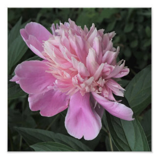 12"x12" Pink Peony Fototryck