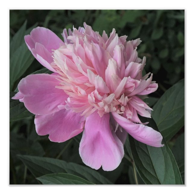 12"x12" Pink Peony Fototryck (Framsidan)