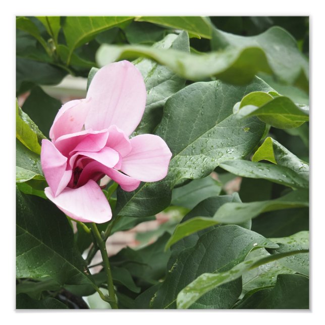 12"x12" Rosa Magnolia Fototryck (Framsidan)