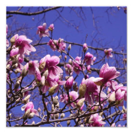 12"x12" Rosa Magnolia Fototryck