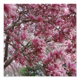 12"x12" Rosa Magnolia Fototryck