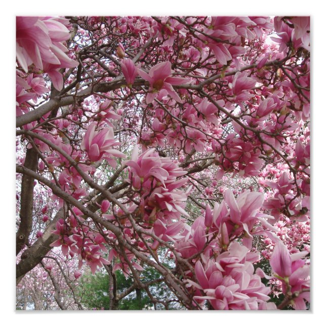 12"x12" Rosa Magnolia Fototryck (Framsidan)