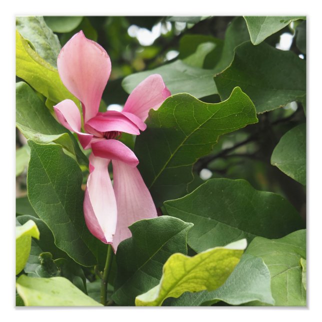 12"x12" Rosa Magnolia Fototryck (Framsidan)