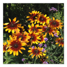12"x12" Rudbeckia