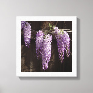 12" x 12" Lila Wisteria på Trästaket Canvastryck