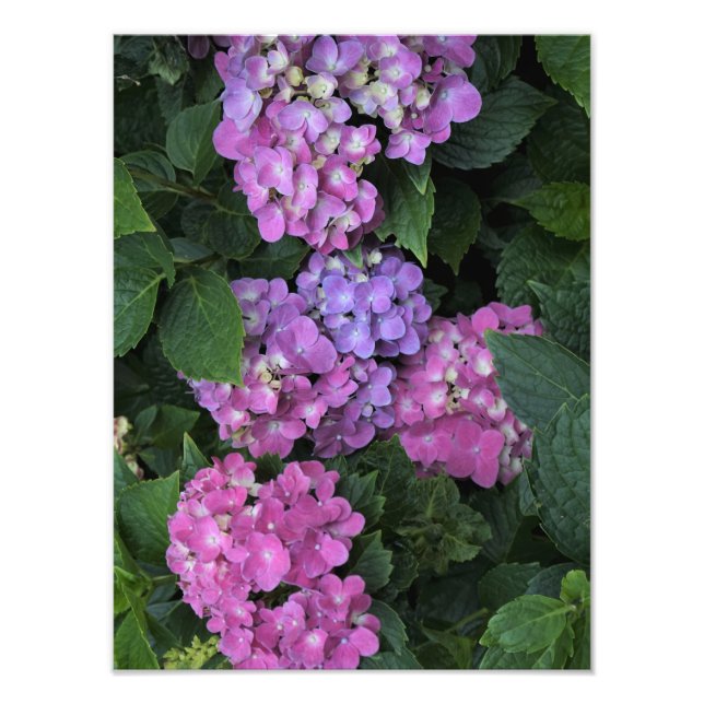 12" x 16" Rosa Hydrangea Fototryck (Framsidan)