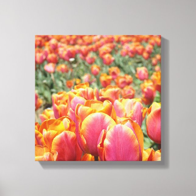 12x12 canvas konsttryck Tulpan Blommor fyrkantig c (Framsida)