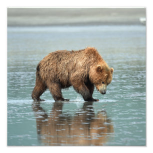 12x12 Satin foto av grizzly björn