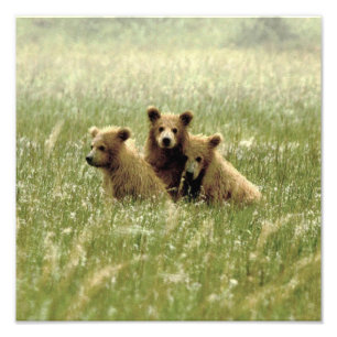 12x12 Satingfoto av grizzlybjörn unge Fototryck