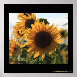 12X12 Stor vacker solrossolrosa Poster