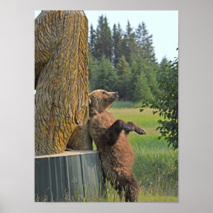 12x16 Poster av grizzlybjörn
