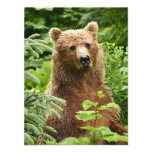 12x16 Satin avslutar foto av grizzlybjörn