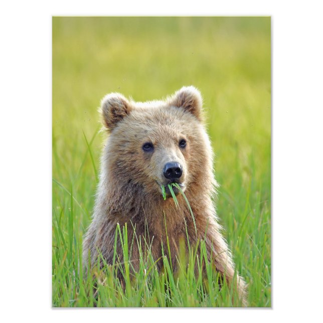 12x16 Satin avslutar foto av grizzlybjörn unge (Framsidan)