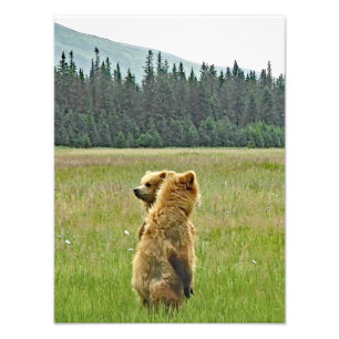 12x16 Satin avslutar foto på grizzly björn unge