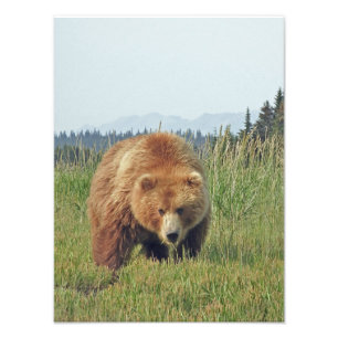 12x16 Satin avslutar foto på grizzlybjörn