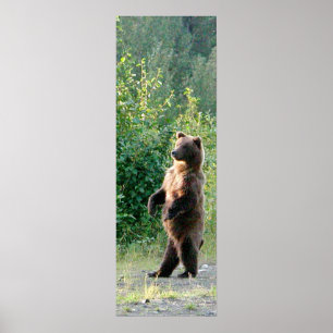 12x36 Poster Papper (projektionsyta) av grizzlybjö