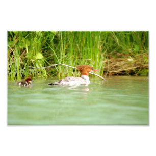 12x8 Satfoto av anka & duckling Fototryck