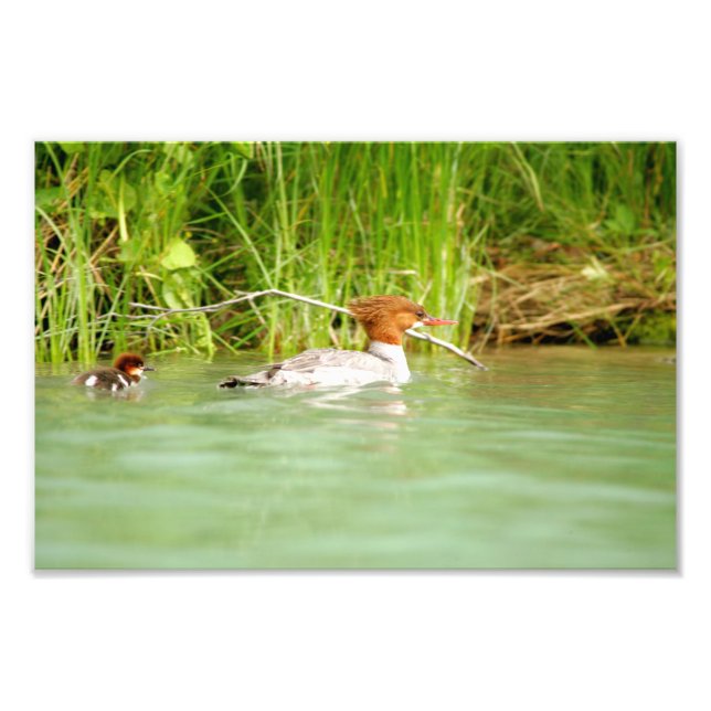 12x8 Satfoto av anka & duckling Fototryck (Framsidan)