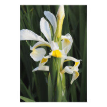 13"x19" Iris