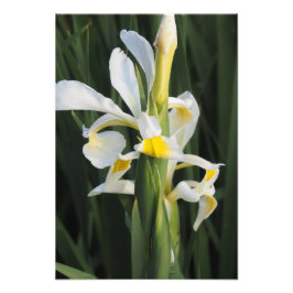 13"x19" Iris Fototryck