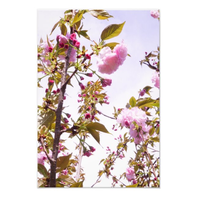 13"x19" Körsbärsblommor Fototryck (Framsidan)