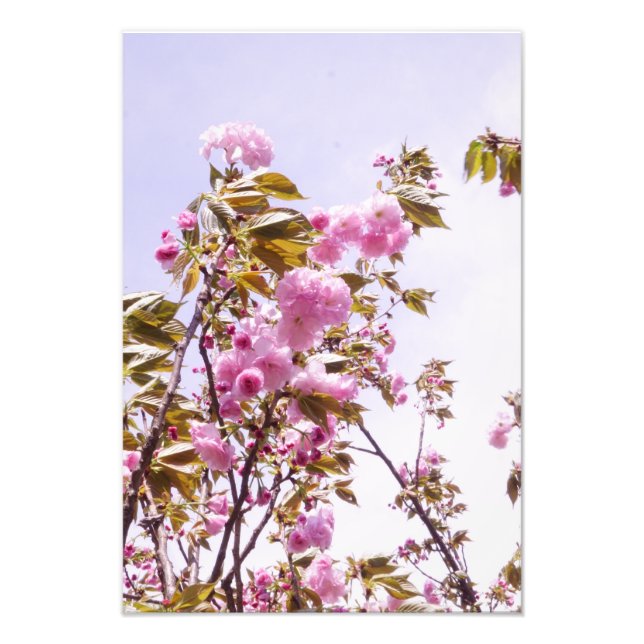 13"x19" Körsbärsblommor Fototryck (Framsidan)