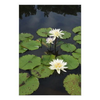13"x19" Näckrosor Fototryck