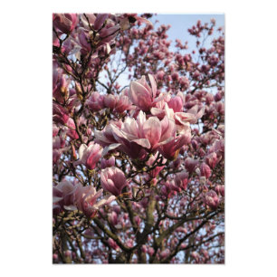 13"x19" Rosa Magnolia Träd Fototryck