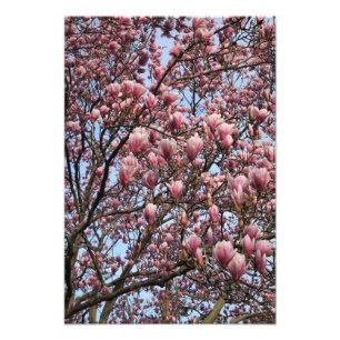 13"x19" Rosa Magnolia Träd Fototryck