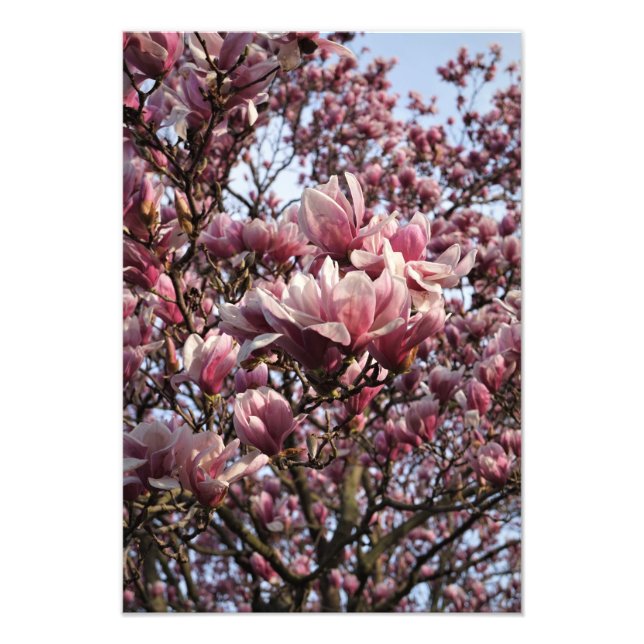 13"x19" Rosa Magnoliaträd Fototryck (Framsidan)