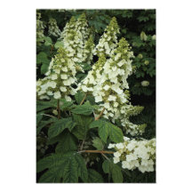 13" x 19" Oakleaf Hydrangea