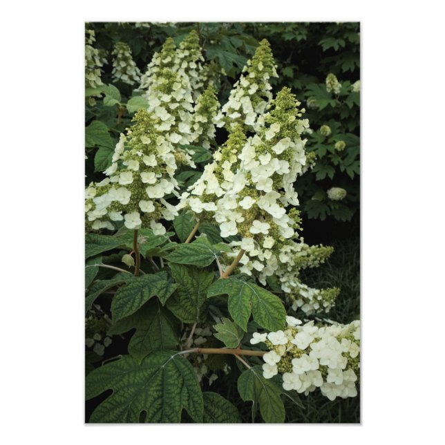 13" x 19" Oakleaf Hydrangea Fototryck (Framsidan)