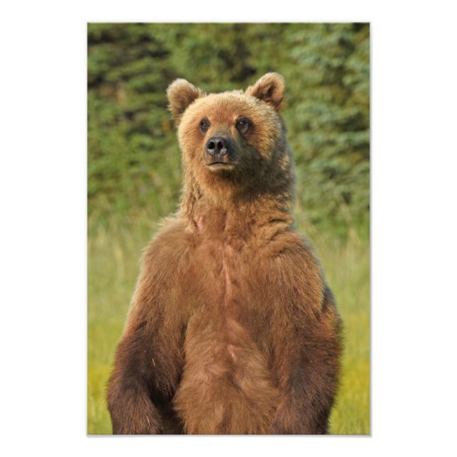 13x19 Satin foto av grizzly björn (Framsidan)